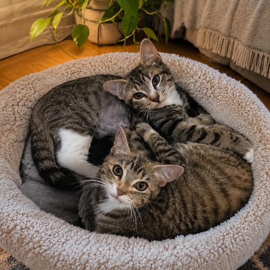 Enlarge Sprinkle and Foxie, a Adoptable Domestic Short Hair in Sedalia, MO image 1/4