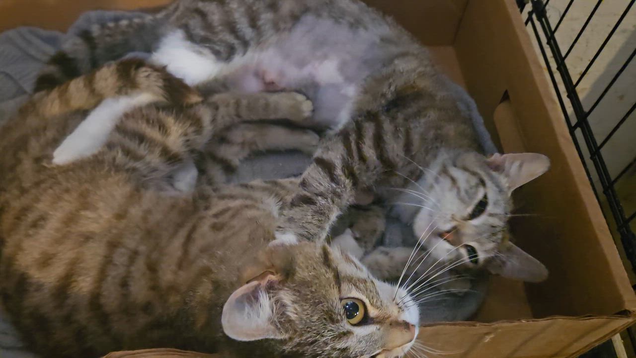 Enlarge Sprinkle and Foxie, a Adoptable Domestic Short Hair in Sedalia, MO video 4/4