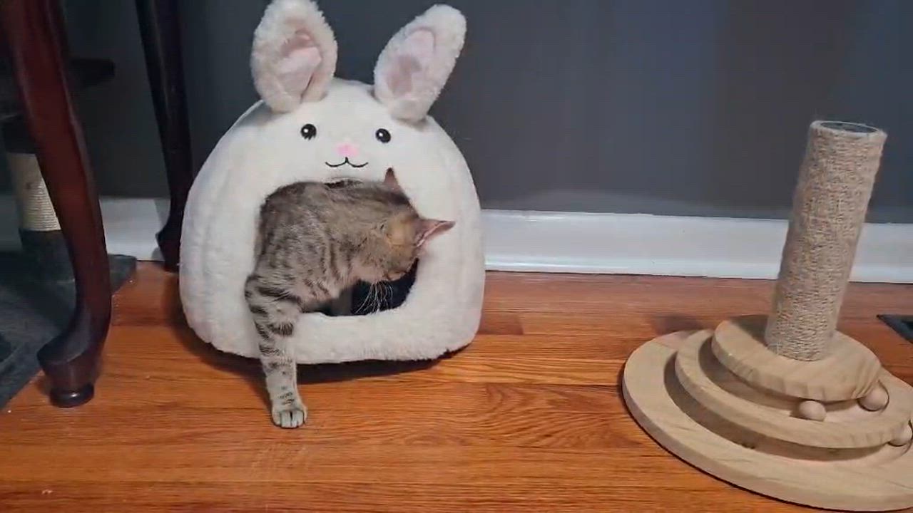 Enlarge Sprinkle and Foxie, an adoptable Domestic Short Hair in Sedalia, MO video 5/6