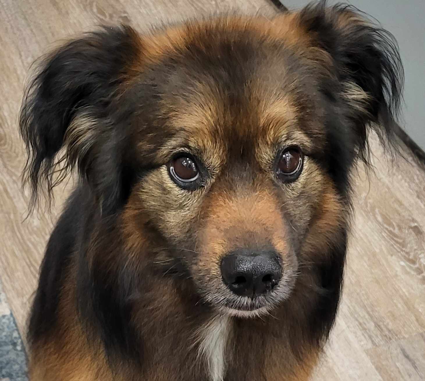 Enlarge CODY-ADOPTED!!!, a Adopted mixed breed in North Granby, CT image 1/3