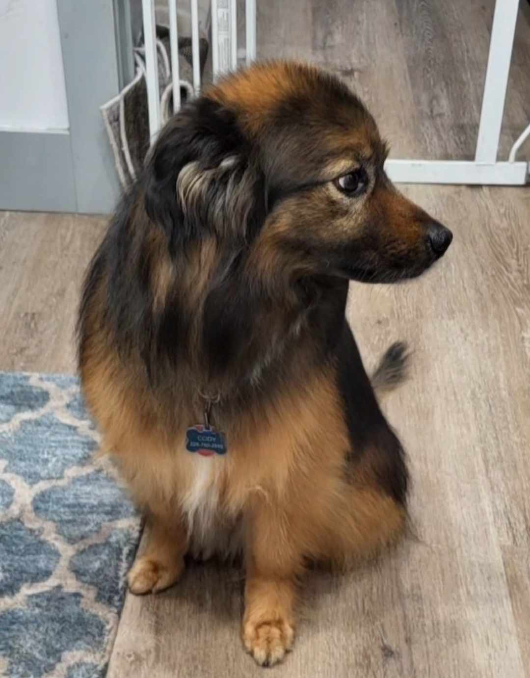 Enlarge CODY-ADOPTED!!!, a Adopted mixed breed in North Granby, CT image 2/3