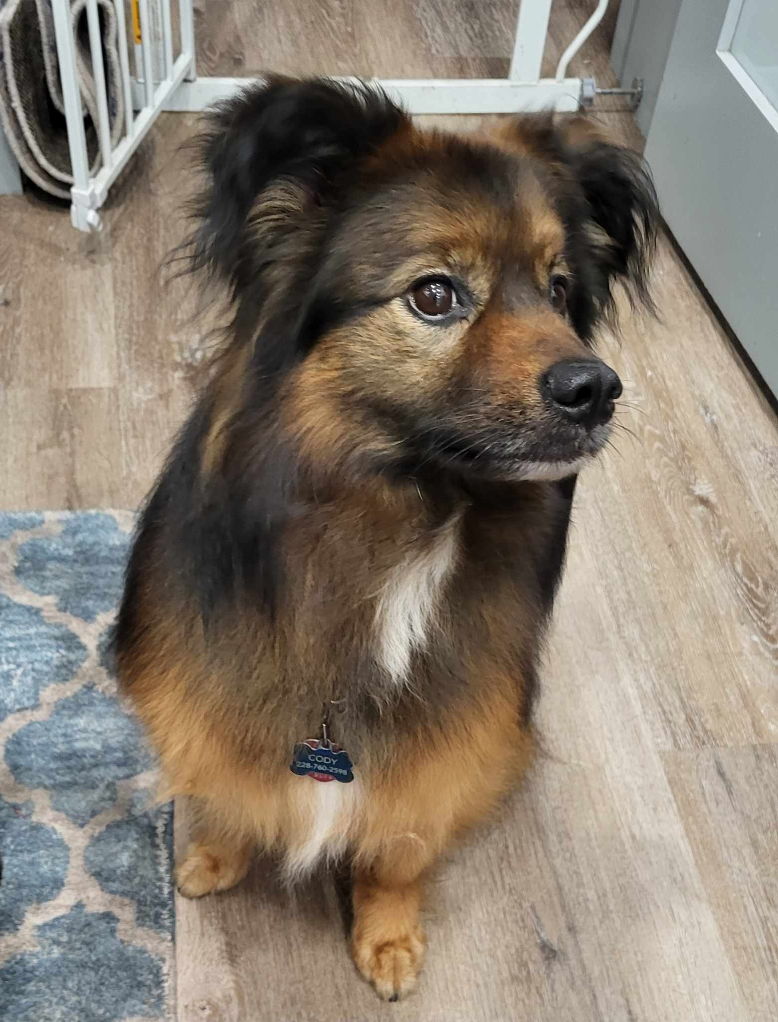 Enlarge CODY-ADOPTED!!!, a Adopted mixed breed in North Granby, CT image 3/3