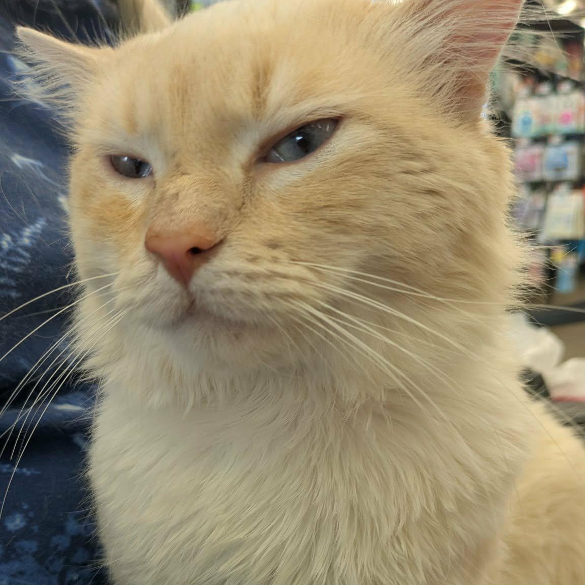 Enlarge Umito, an adopted Birman in Fairborn, OH image 4/6