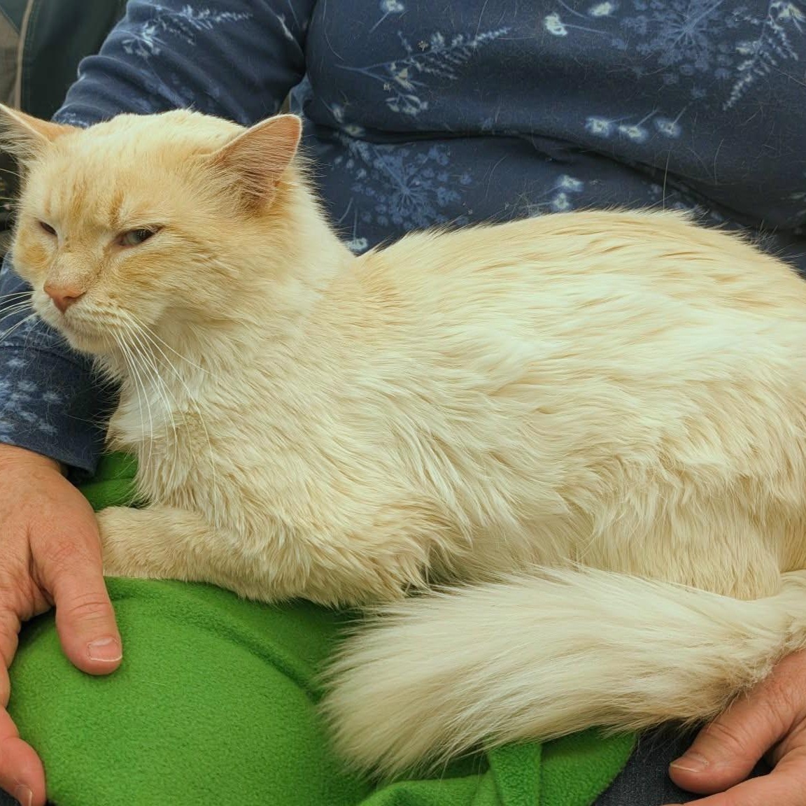 Enlarge Umito, an adopted Birman in Fairborn, OH image 6/6