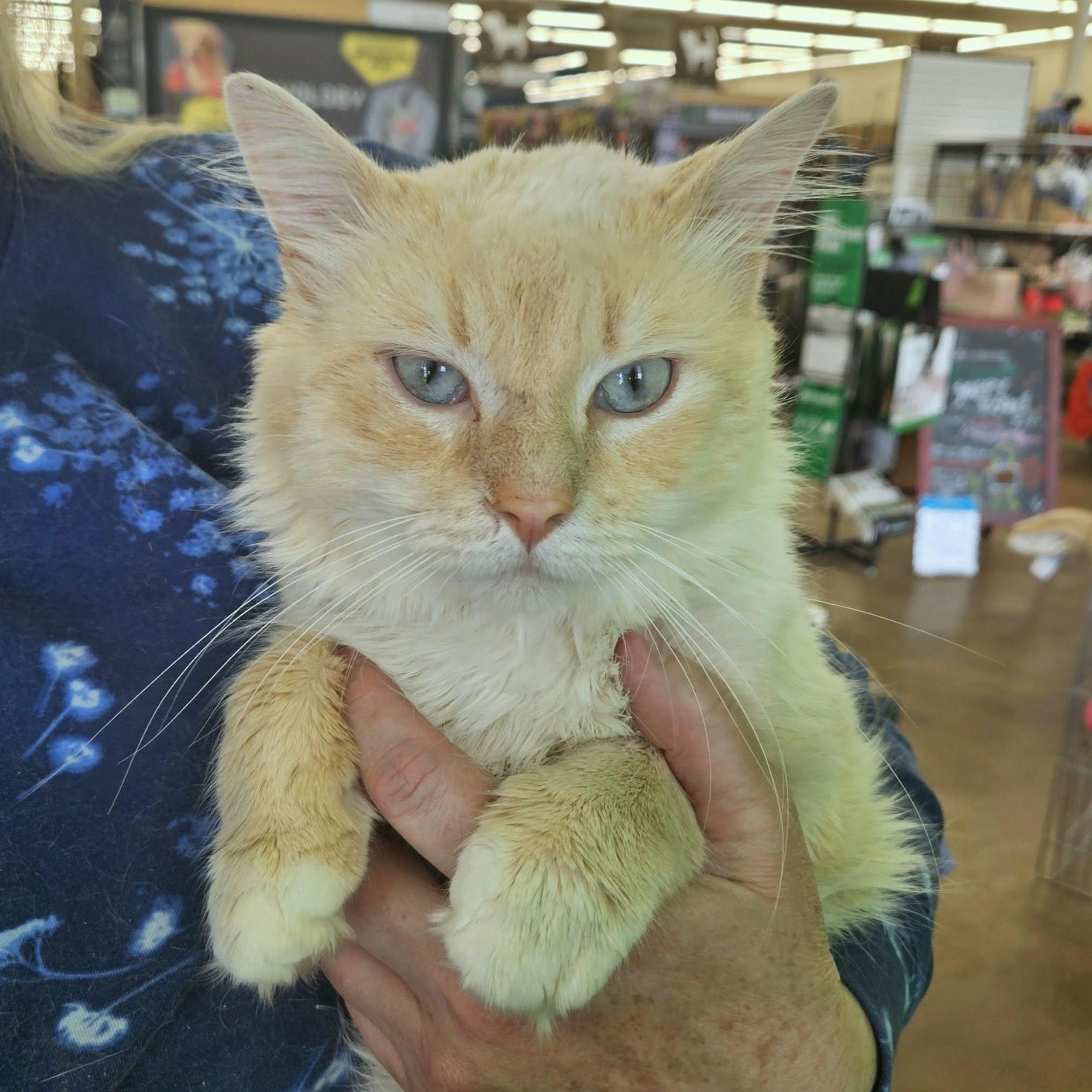 Enlarge Umito, an adopted Birman in Fairborn, OH image 1/6