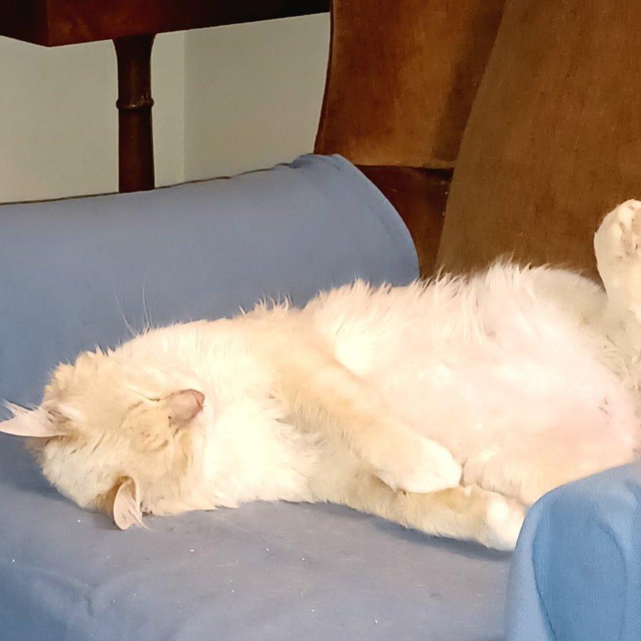 Enlarge Umito, an adopted Birman in Fairborn, OH image 3/6