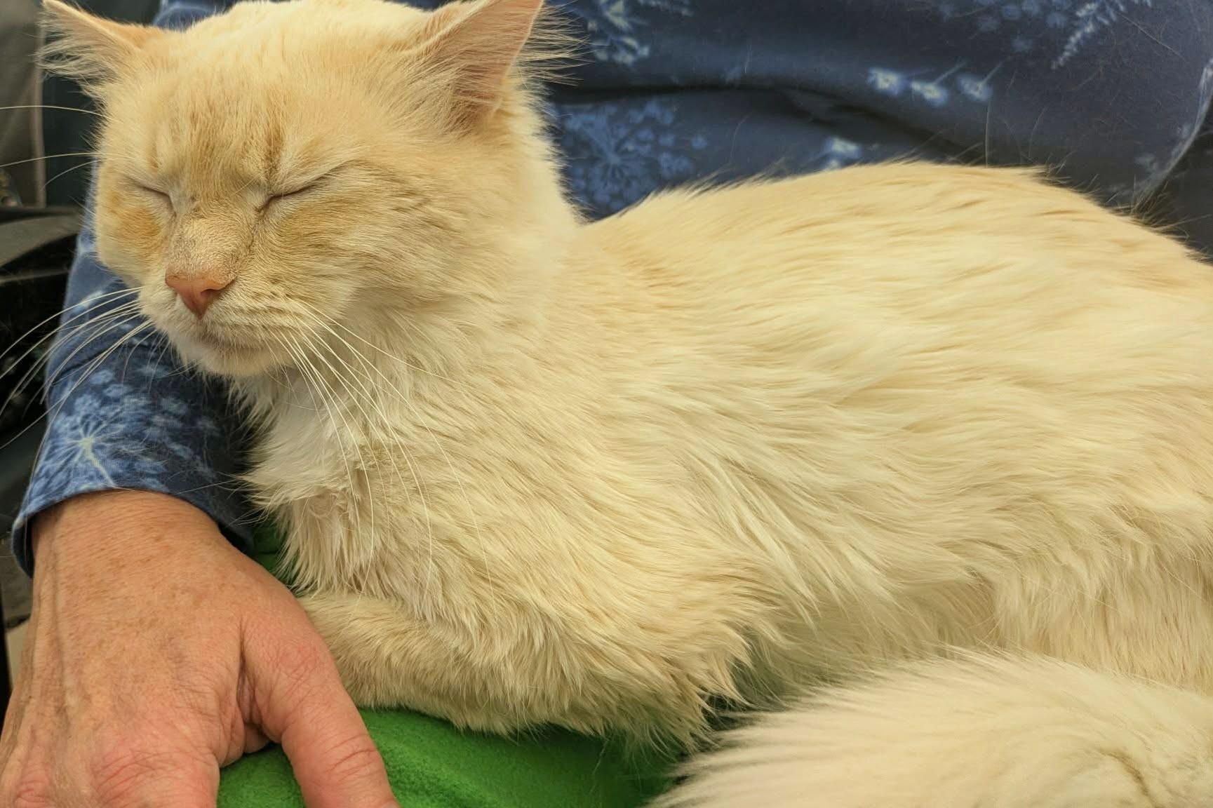 Enlarge Umito, an adopted Birman in Fairborn, OH image 2/6