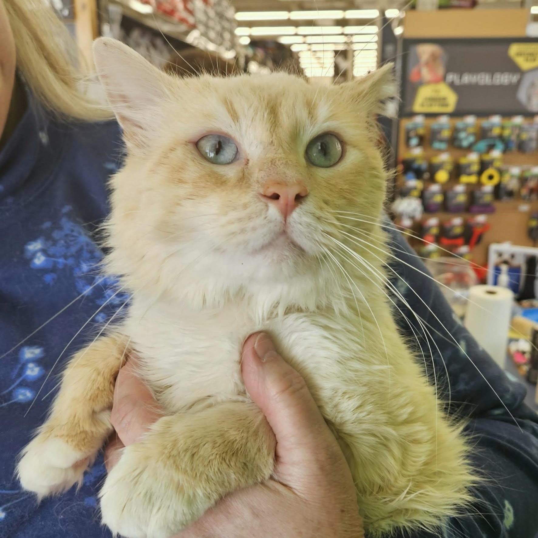 Enlarge Umito, an adopted Birman in Fairborn, OH image 5/6