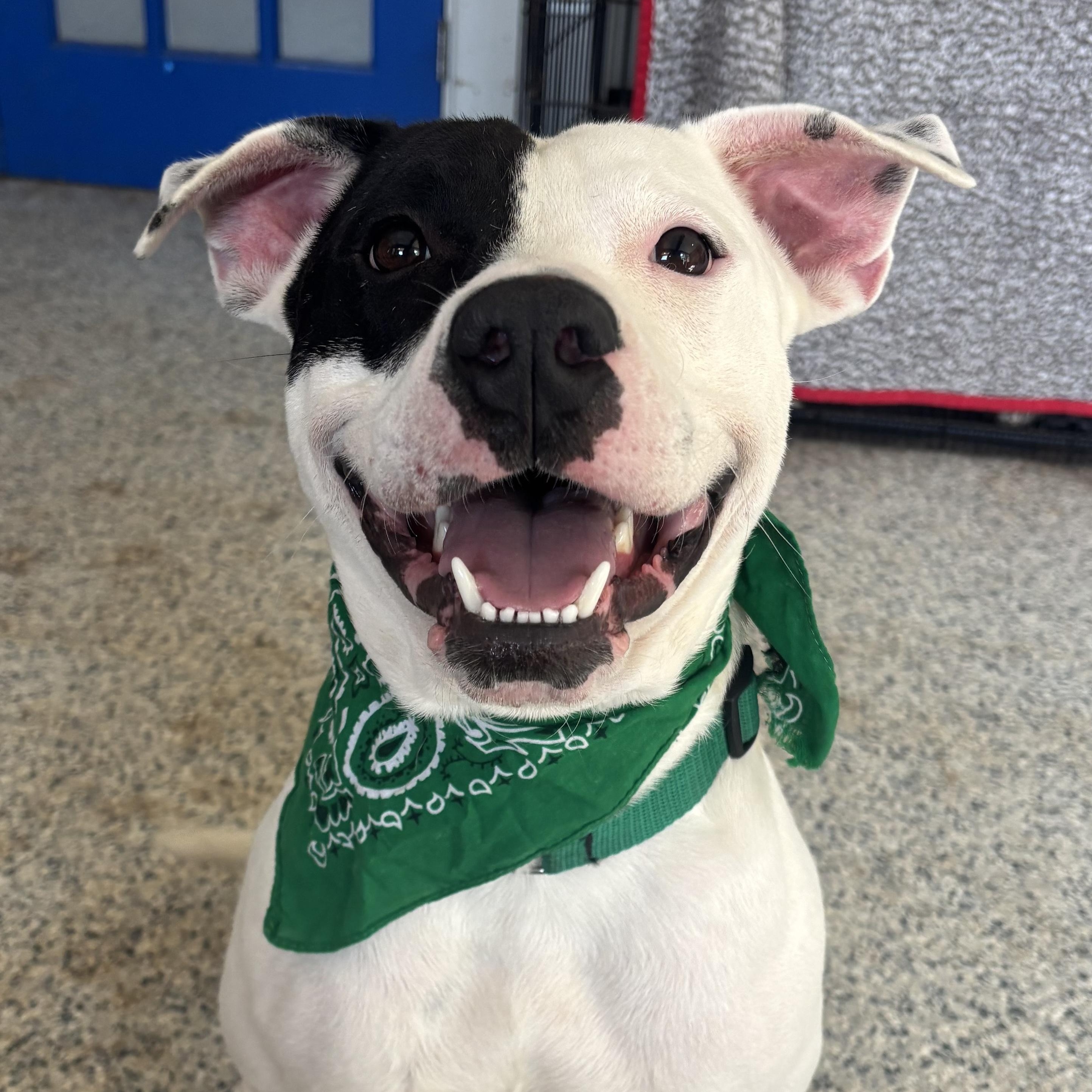 Spot, a Adoptable mixed breed image 2/4