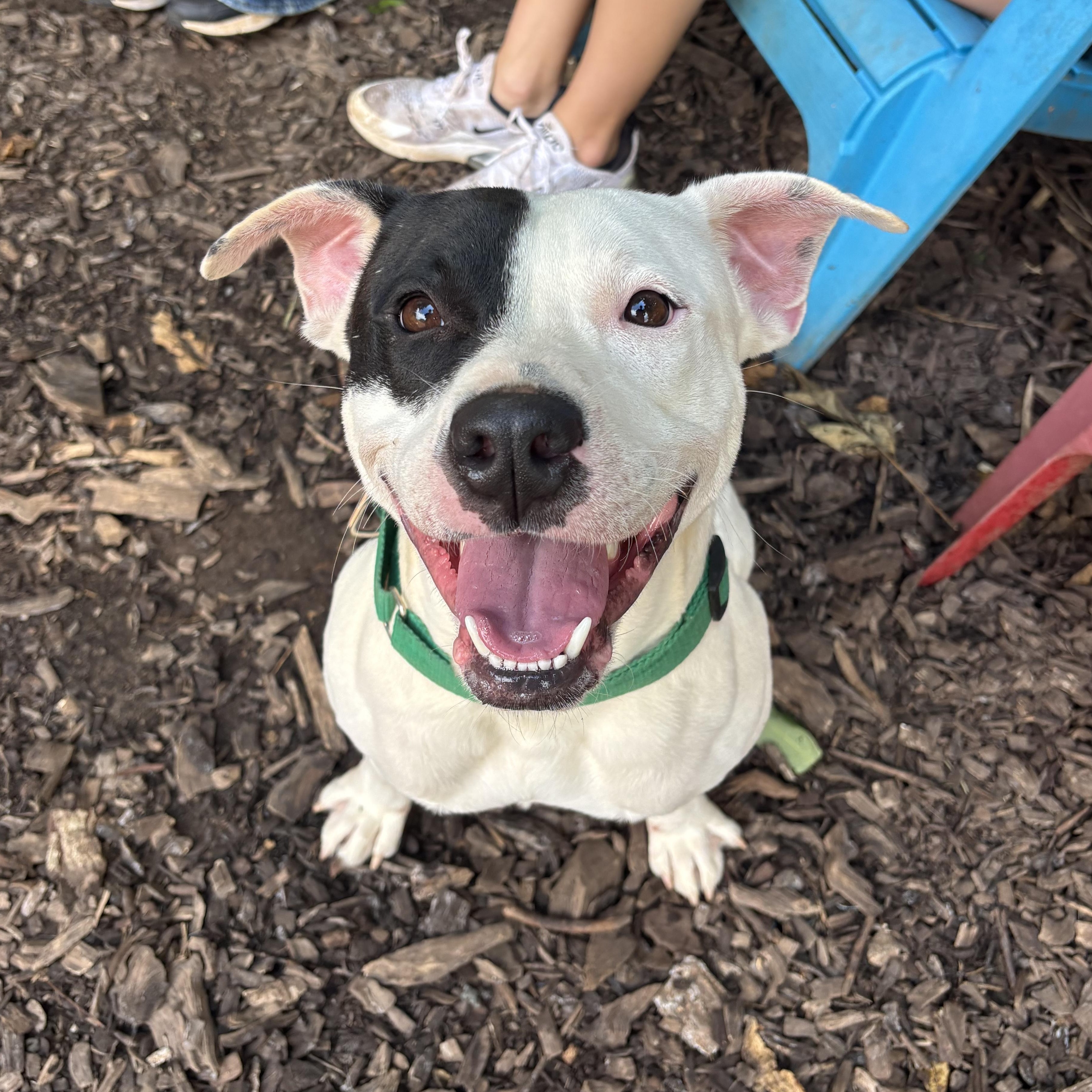 Spot, a Adoptable mixed breed image 3/4