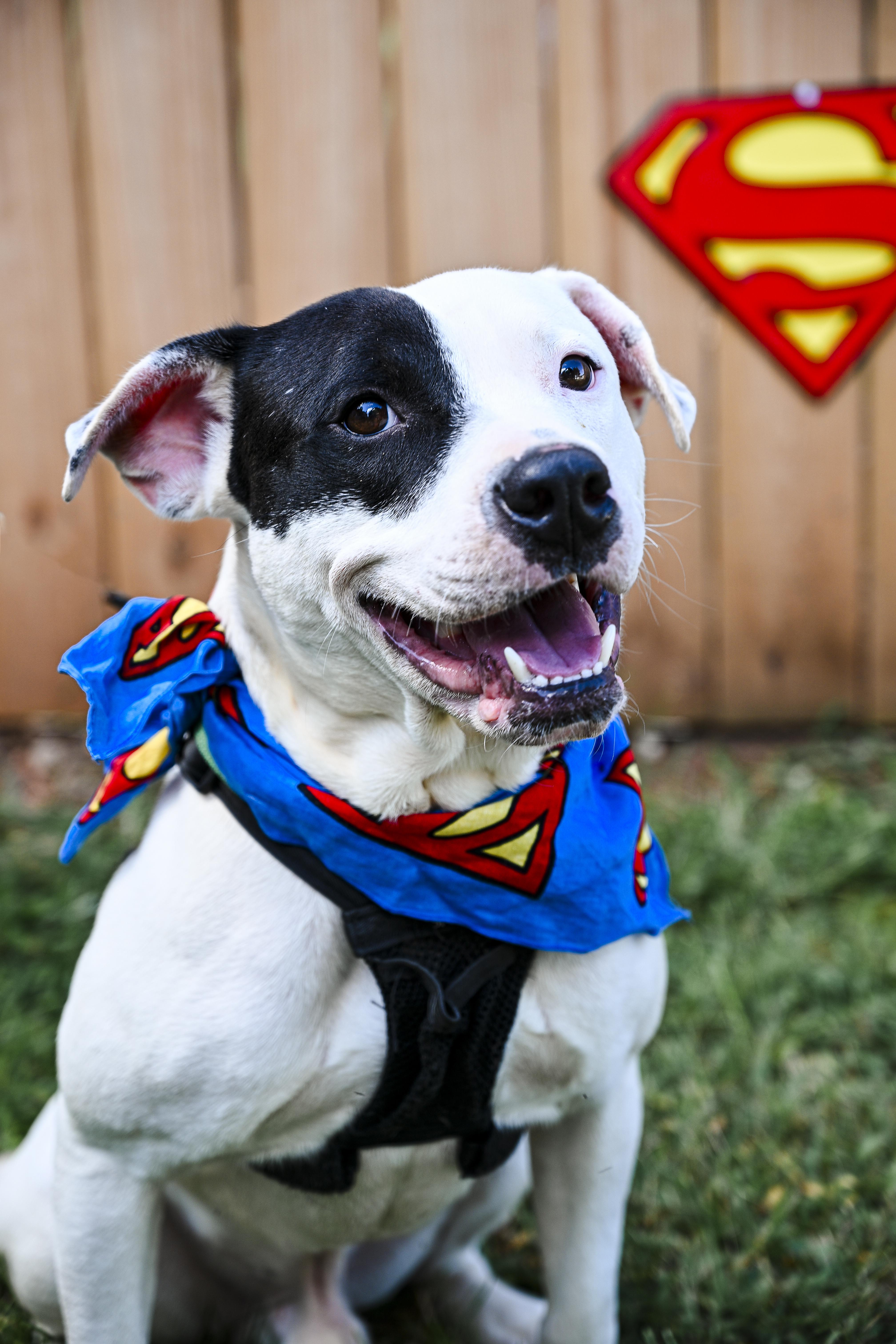 Spot, Adoptable, Adult Male Terrier.