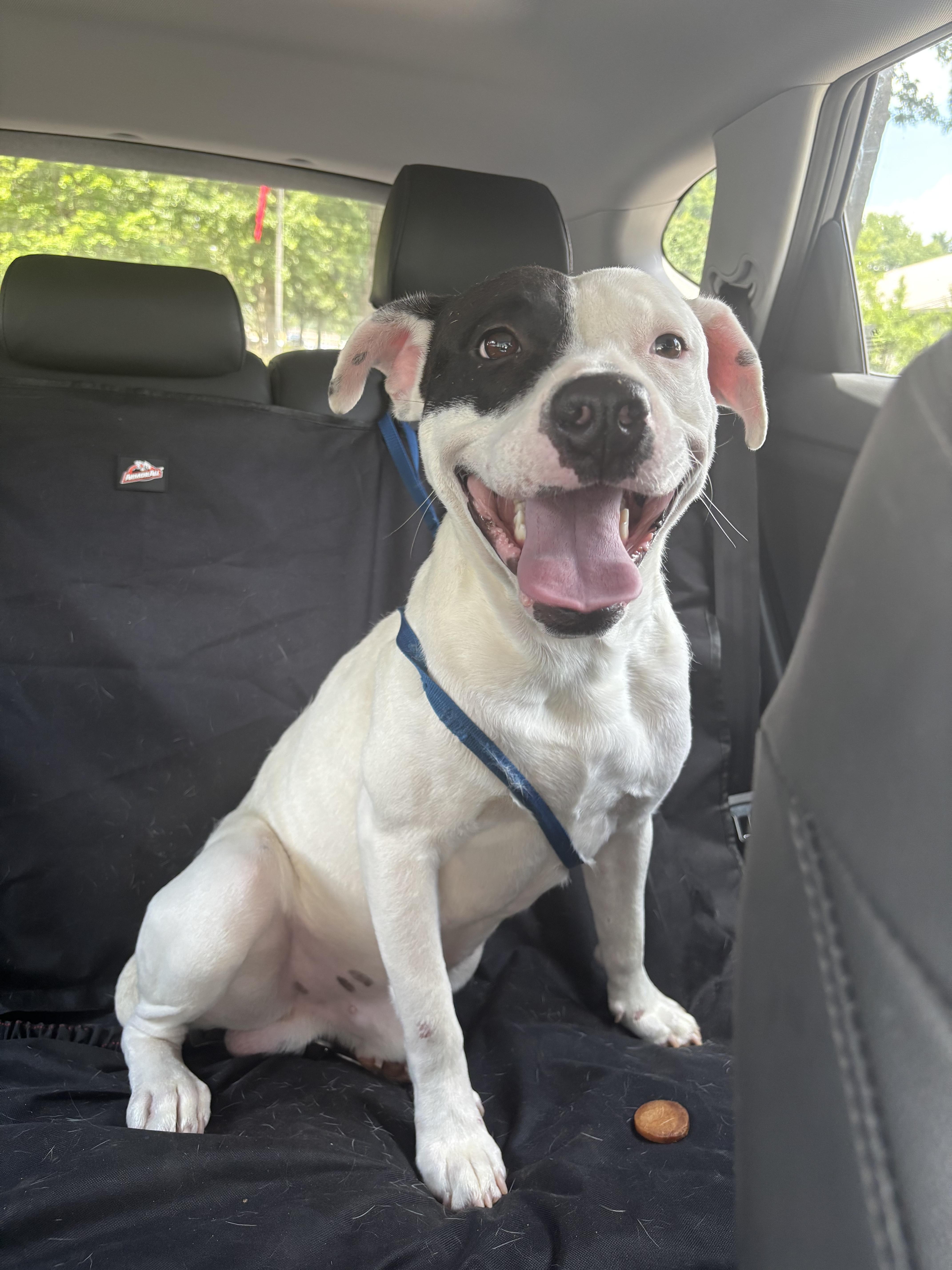 Spot, a Adoptable mixed breed image 4/4