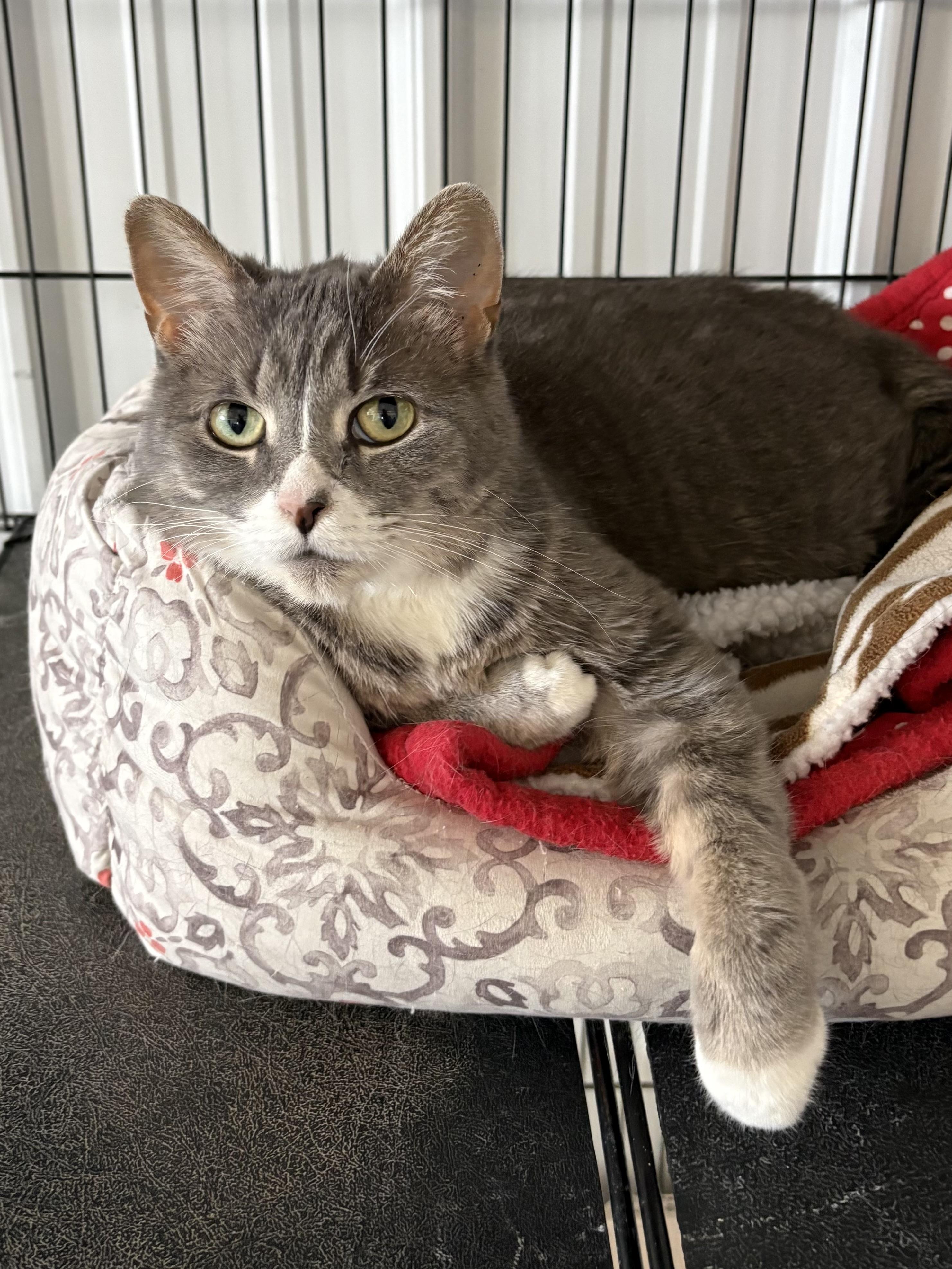Millie, ADOPTABLE, Adult Female American Shorthair.