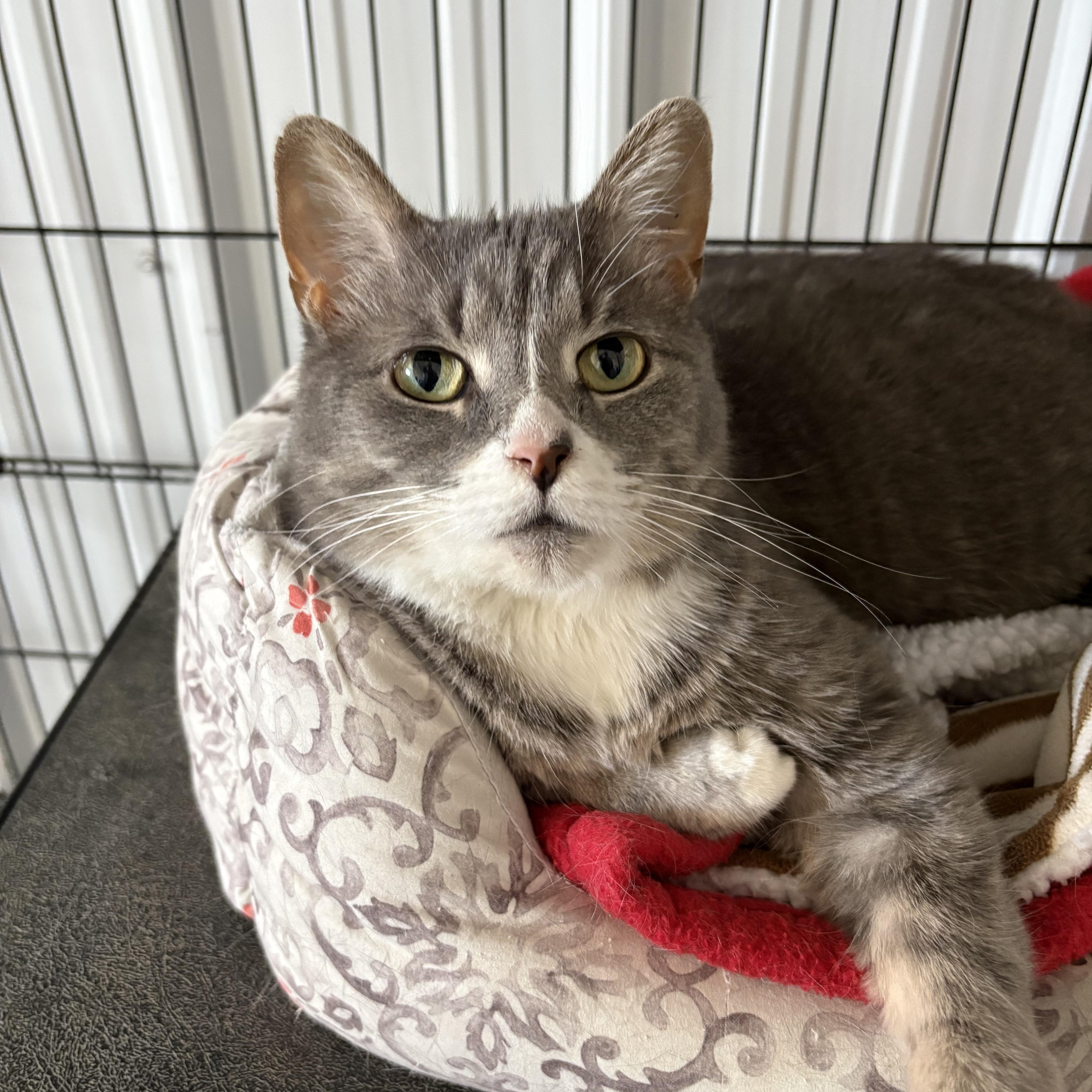 Enlarge Millie, a ADOPTABLE American Shorthair in Big Rapids, MI image 2/2