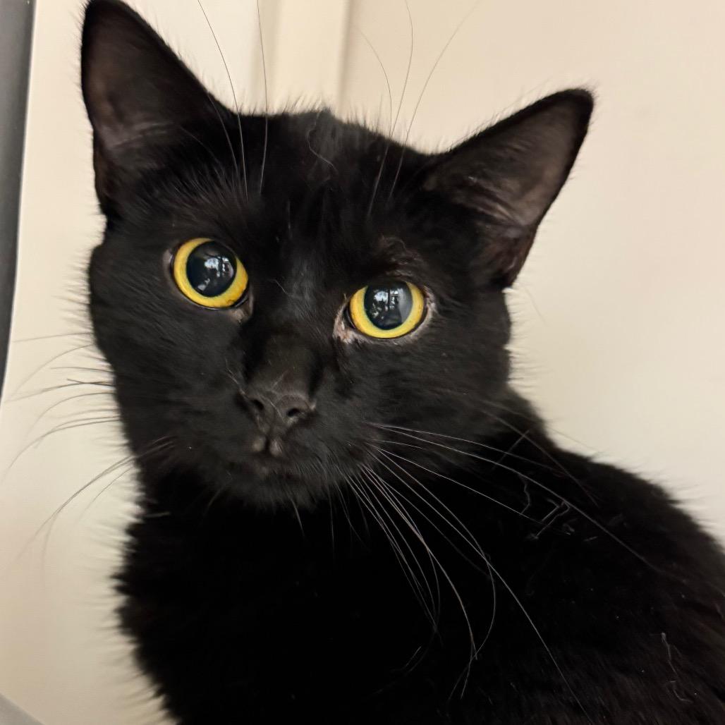 Carmine ARC2025-412, Adoptable, Young Female Domestic Short Hair.