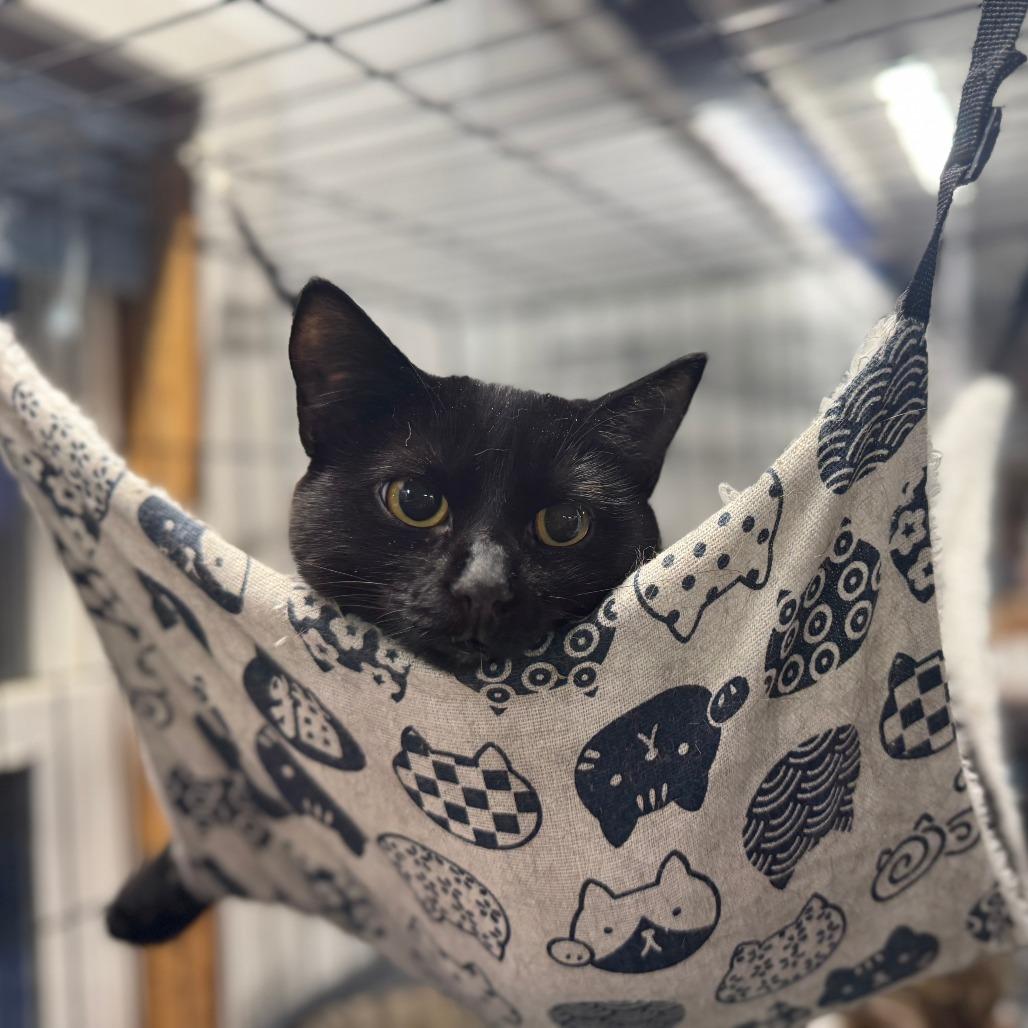 Enlarge Carmine ARC2025-412, a Adoptable Domestic Short Hair in Akron, NY image 1/1