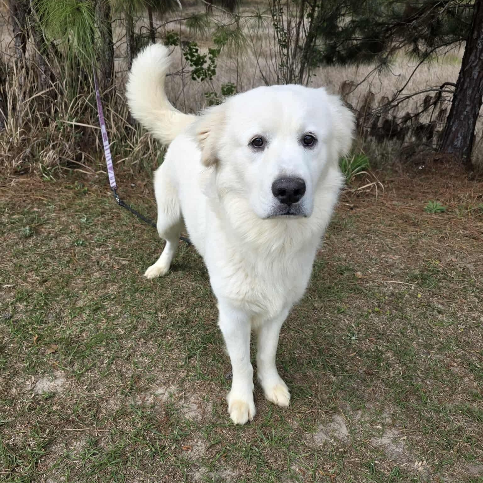 Enlarge Beasley, a Adoptable mixed breed in Jackson, MI image 2/6