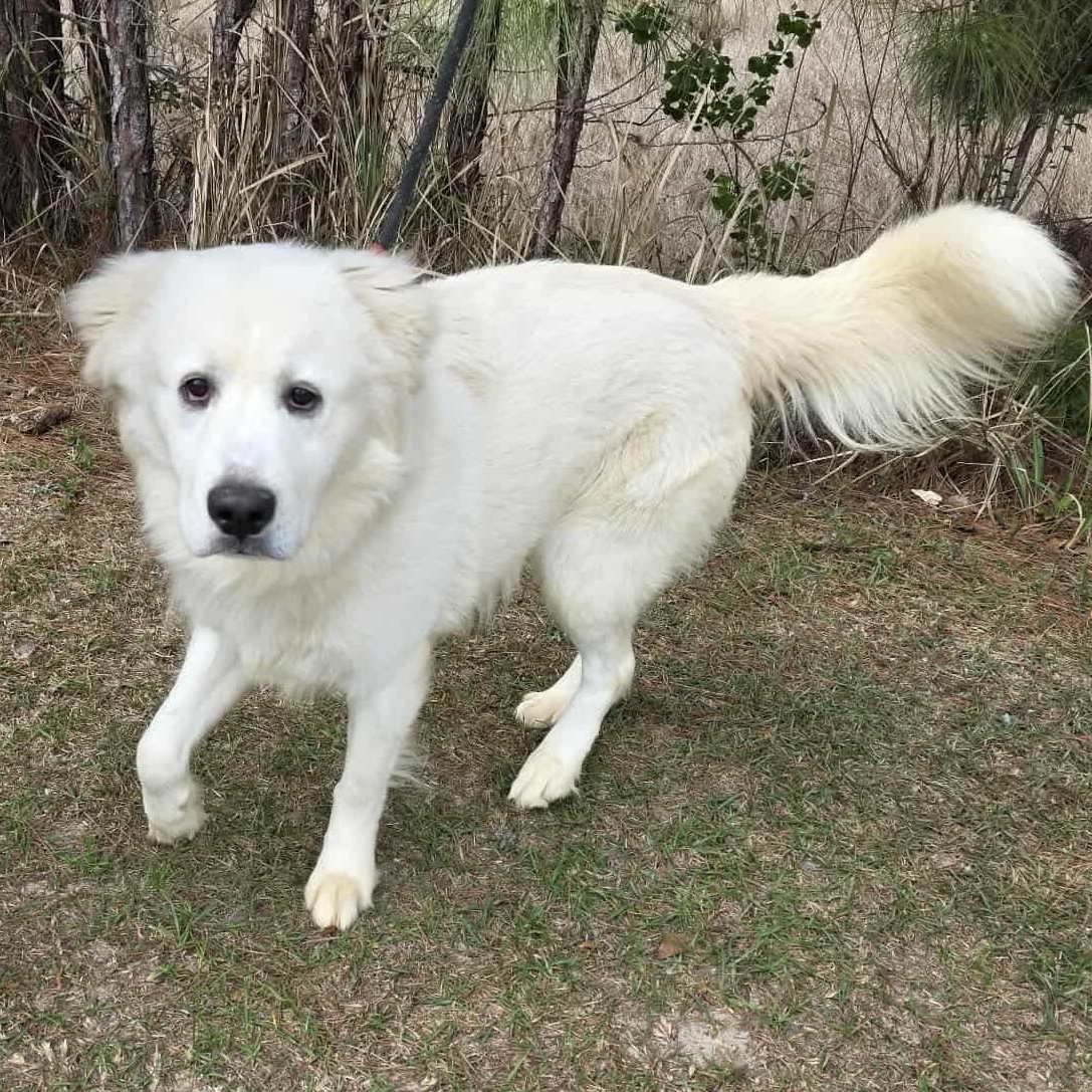 Enlarge Beasley, a Adoptable mixed breed in Jackson, MI image 6/6