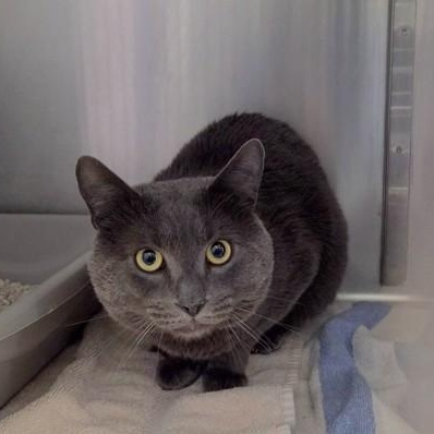 Rex, adopted, Adult Male Domestic Short Hair.