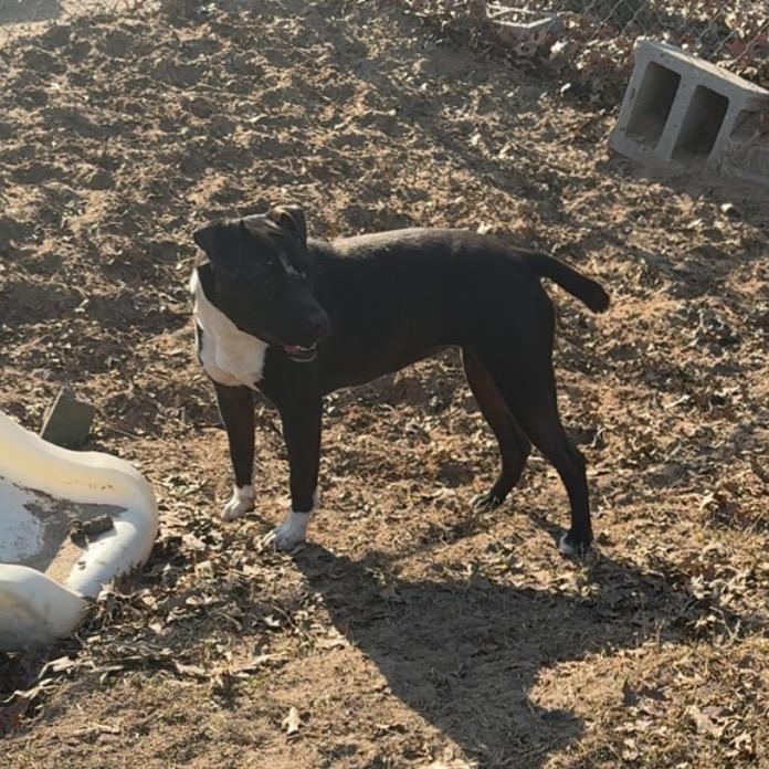 Sweetie — thumbnail 2