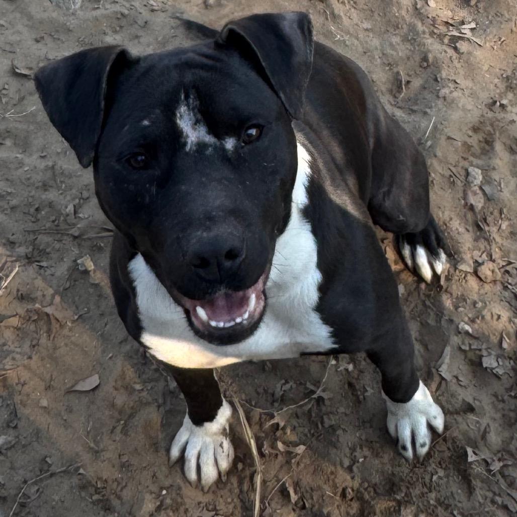 Sweetie — thumbnail 3