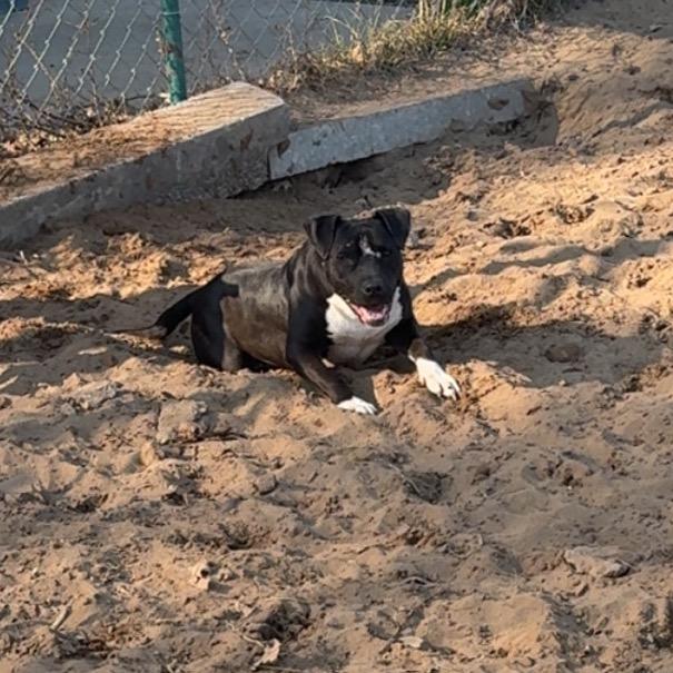 Sweetie — thumbnail 4