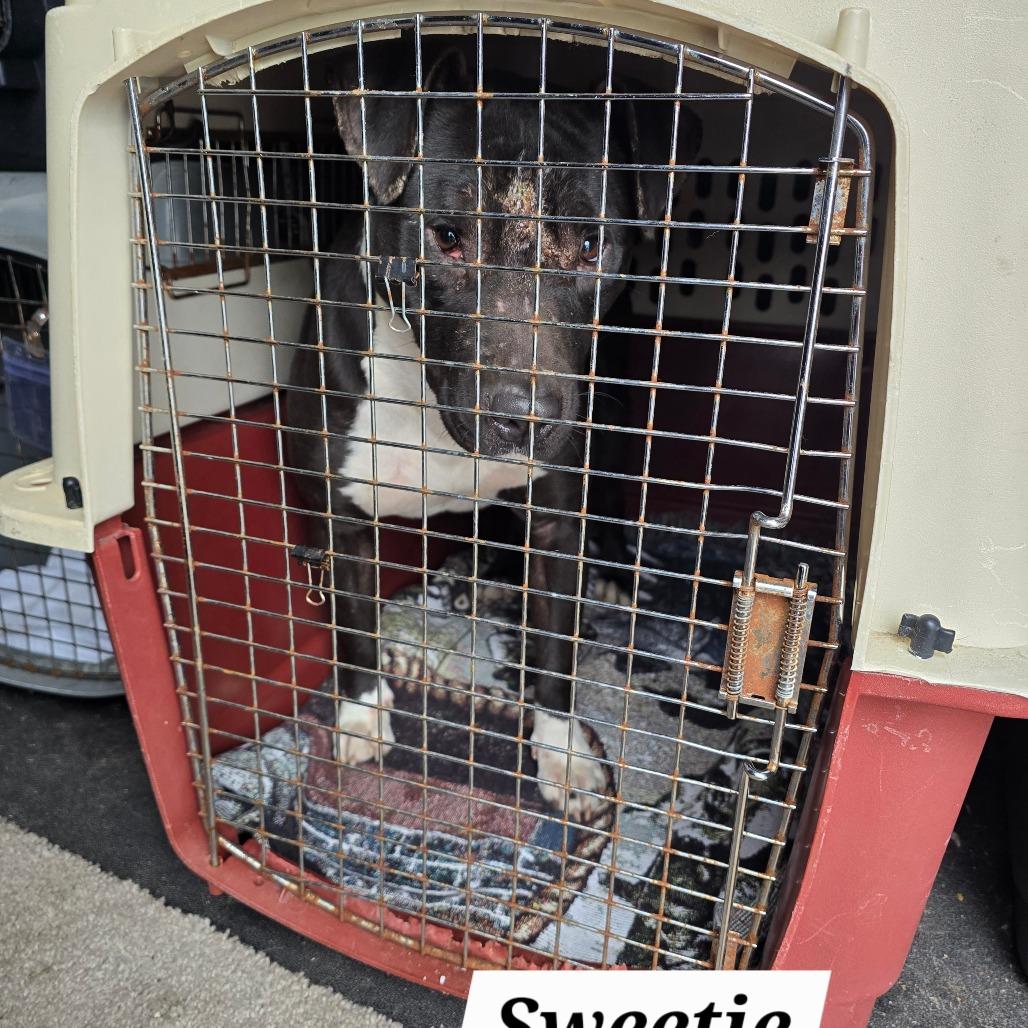 Sweetie — thumbnail 6