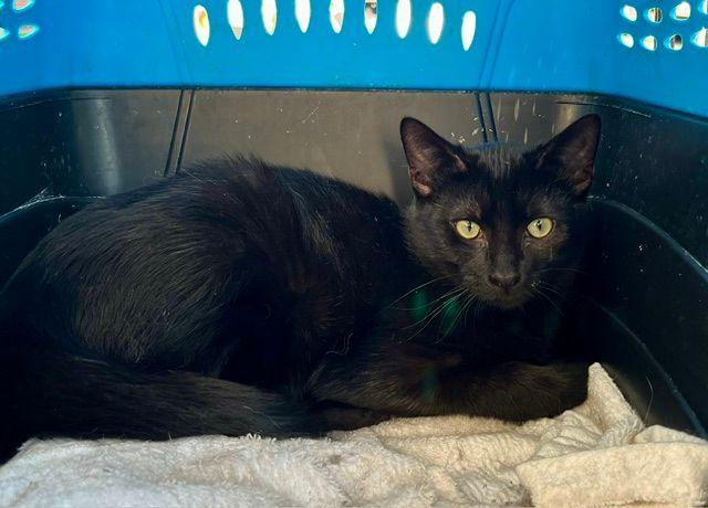 Jacquimo, Adoptable, Kitten Male Domestic Short Hair.