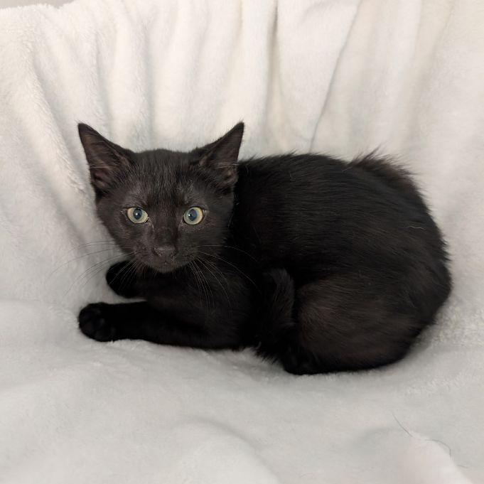 Enlarge Jacquimo, a Adoptable Domestic Short Hair in Lake Orion, MI image 3/4