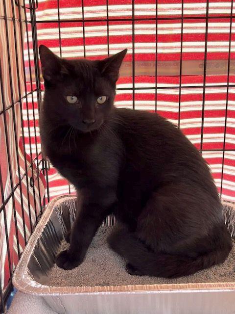 Enlarge Jacquimo, a Adoptable Domestic Short Hair in Lake Orion, MI image 2/4