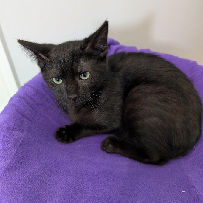 Enlarge Jacquimo, a Adoptable Domestic Short Hair in Lake Orion, MI image 4/4