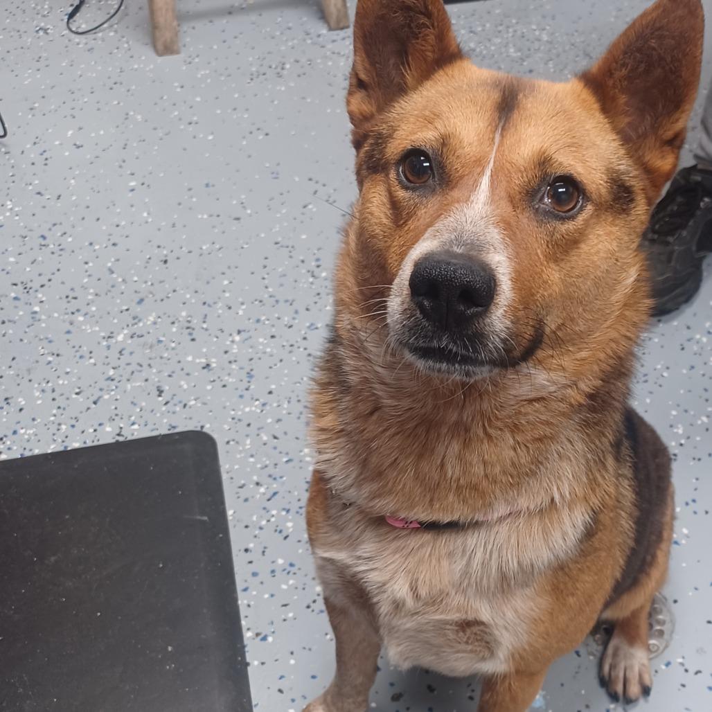 Cosco, Adoptable, Adult Male Cardigan Welsh Corgi.