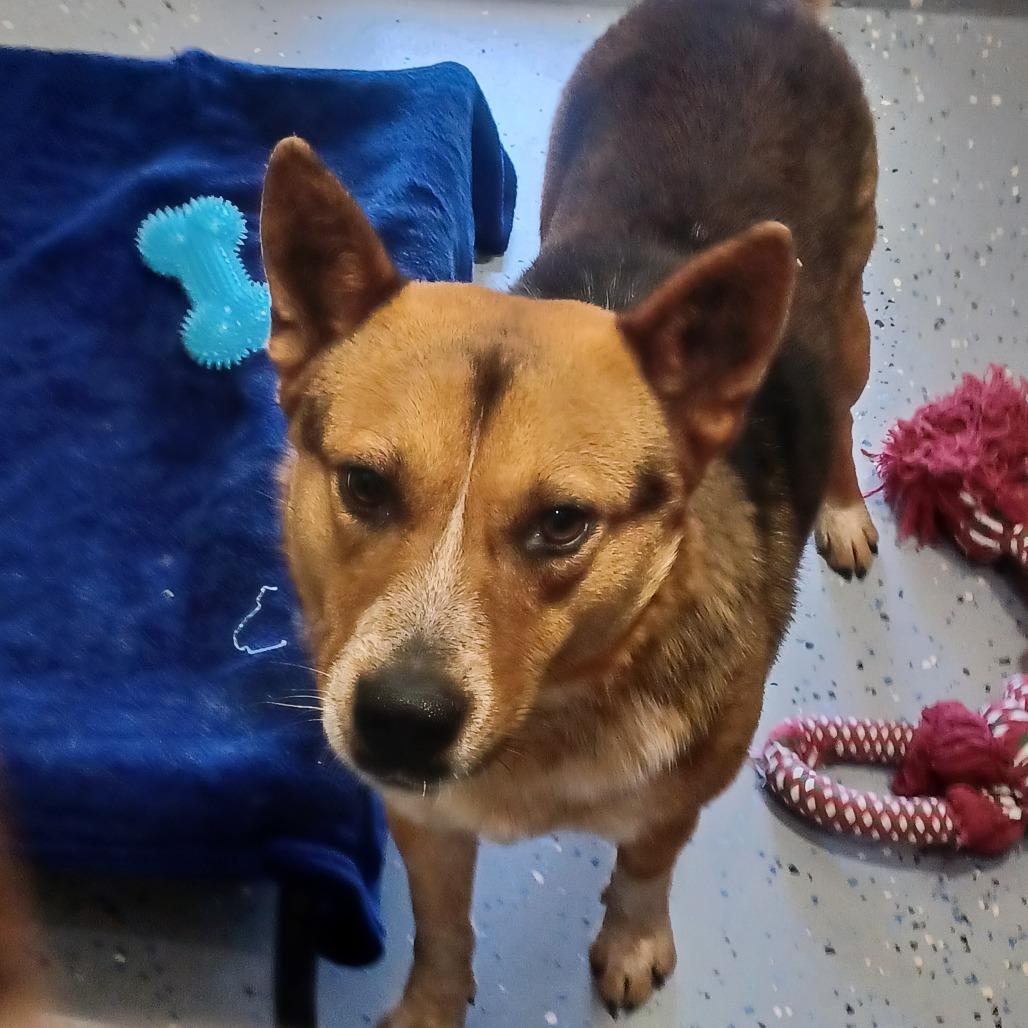 Enlarge Cosco, a Adoptable Cardigan Welsh Corgi in New Tazewell, TN image 2/2