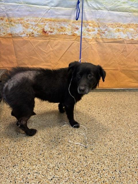 Enlarge MAGGYPIE, a Adoptable Flat-Coated Retriever in Miami, FL image 1/1