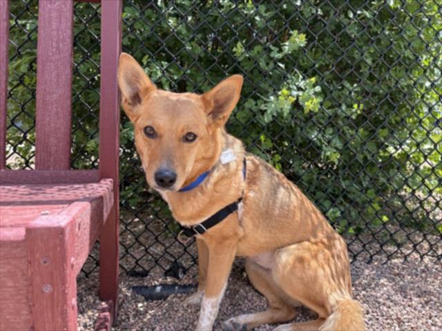 Enlarge SHADOW, a Adoptable Australian Cattle Dog / Blue Heeler in Loveland, CO image 1/1