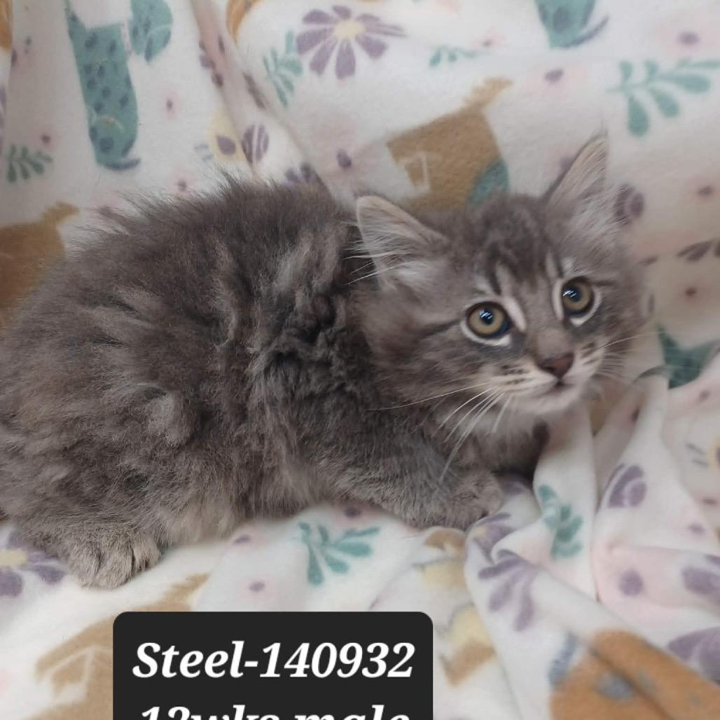 Steel, Adoptable, Kitten Male Domestic Medium Hair.