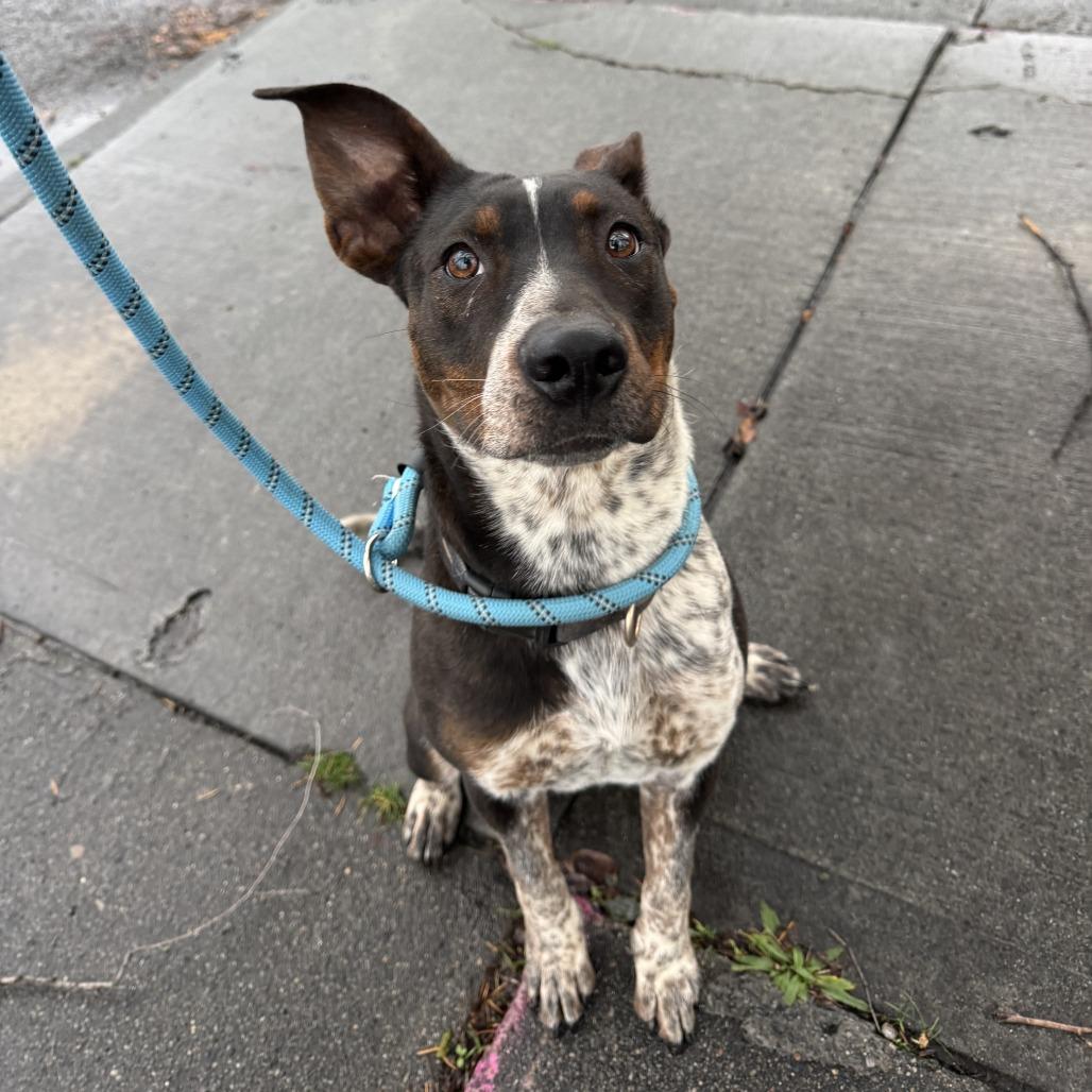Enlarge Navidad, a Adoptable mixed breed in Spokane, WA image 1/4