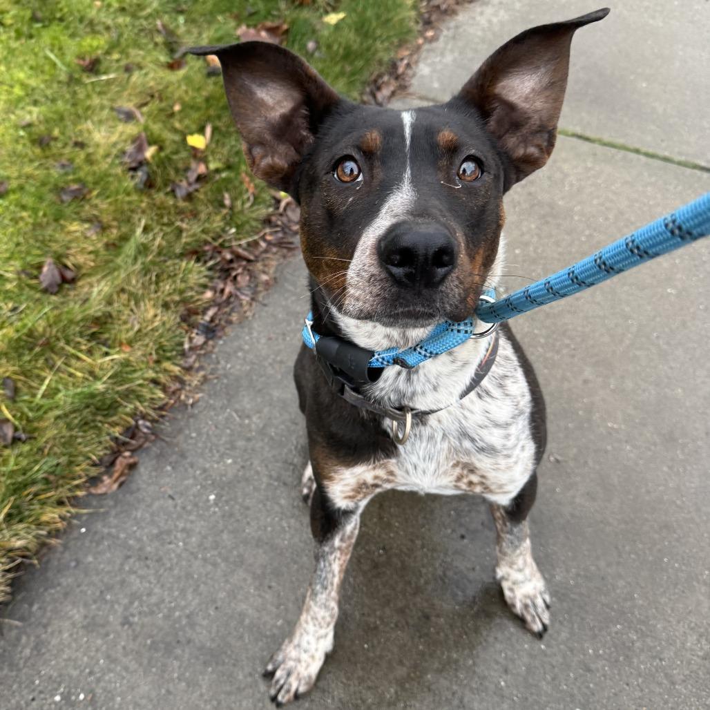 Enlarge Navidad, a Adoptable mixed breed in Spokane, WA image 2/4