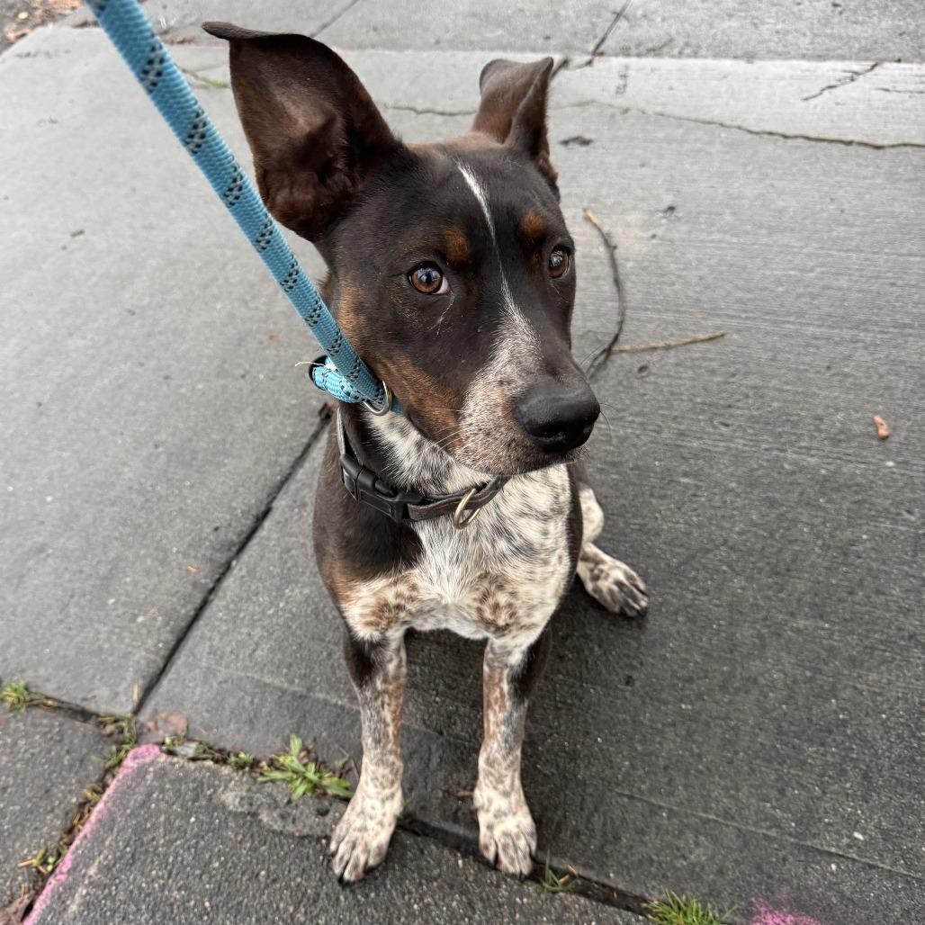 Enlarge Navidad, a Adoptable mixed breed in Spokane, WA image 3/4