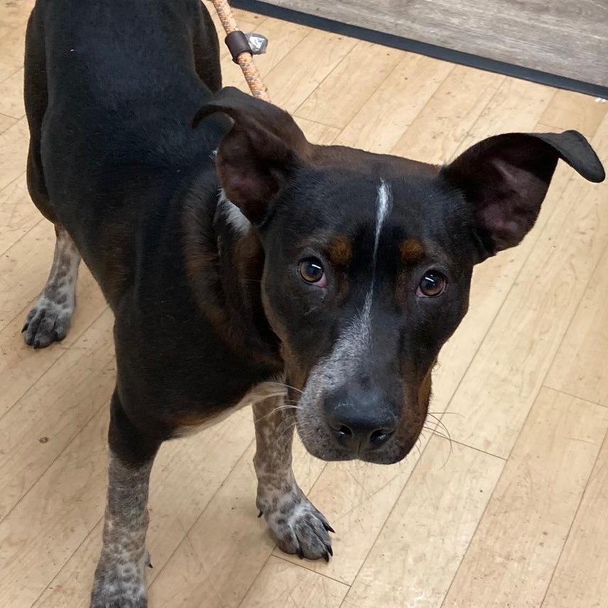 Enlarge Navidad, a Adoptable mixed breed in Spokane, WA image 4/4