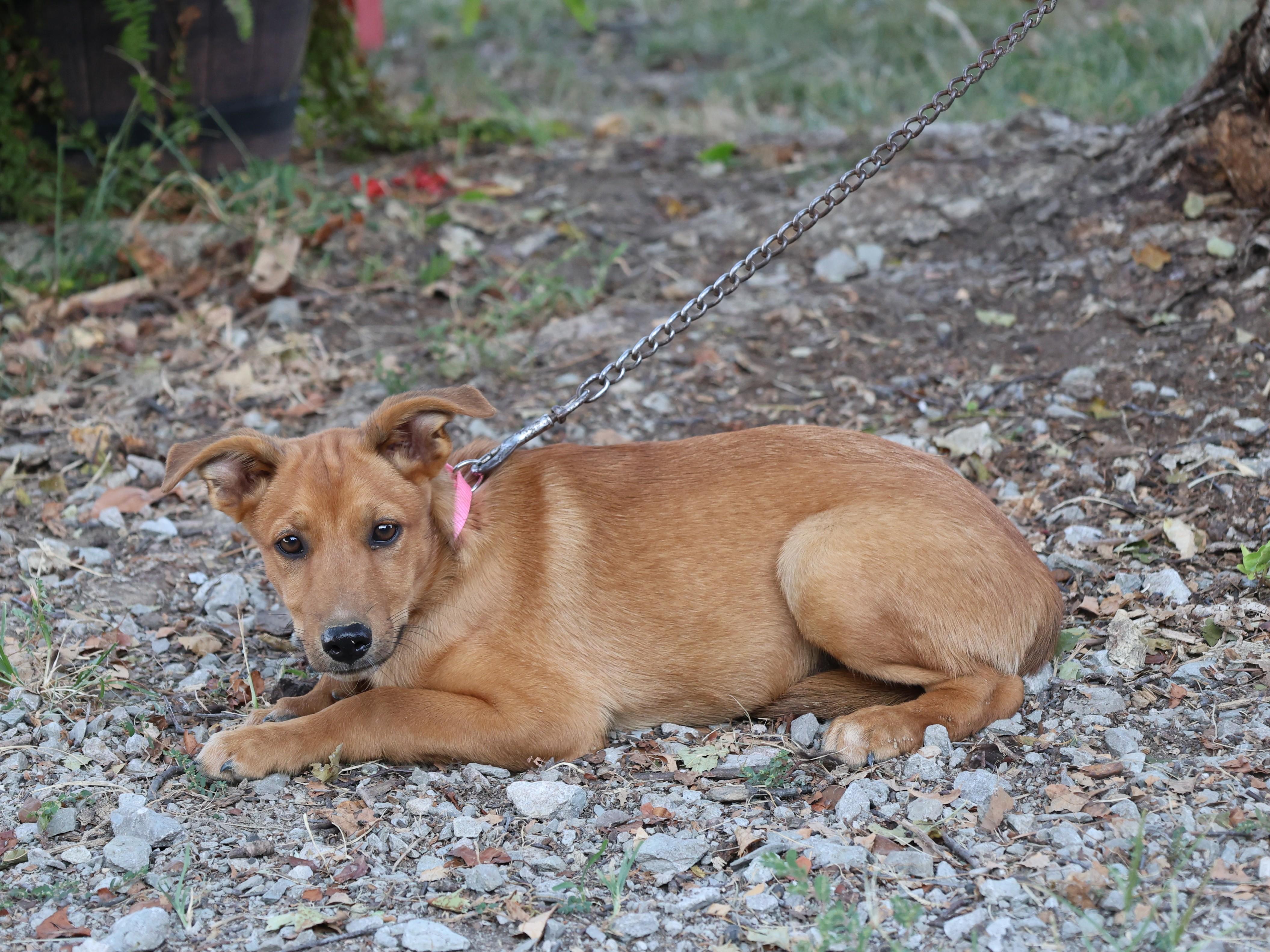 Enlarge Maycie - COME MEET 10/26, a Adoptable mixed breed in Medfield, MA image 2/5