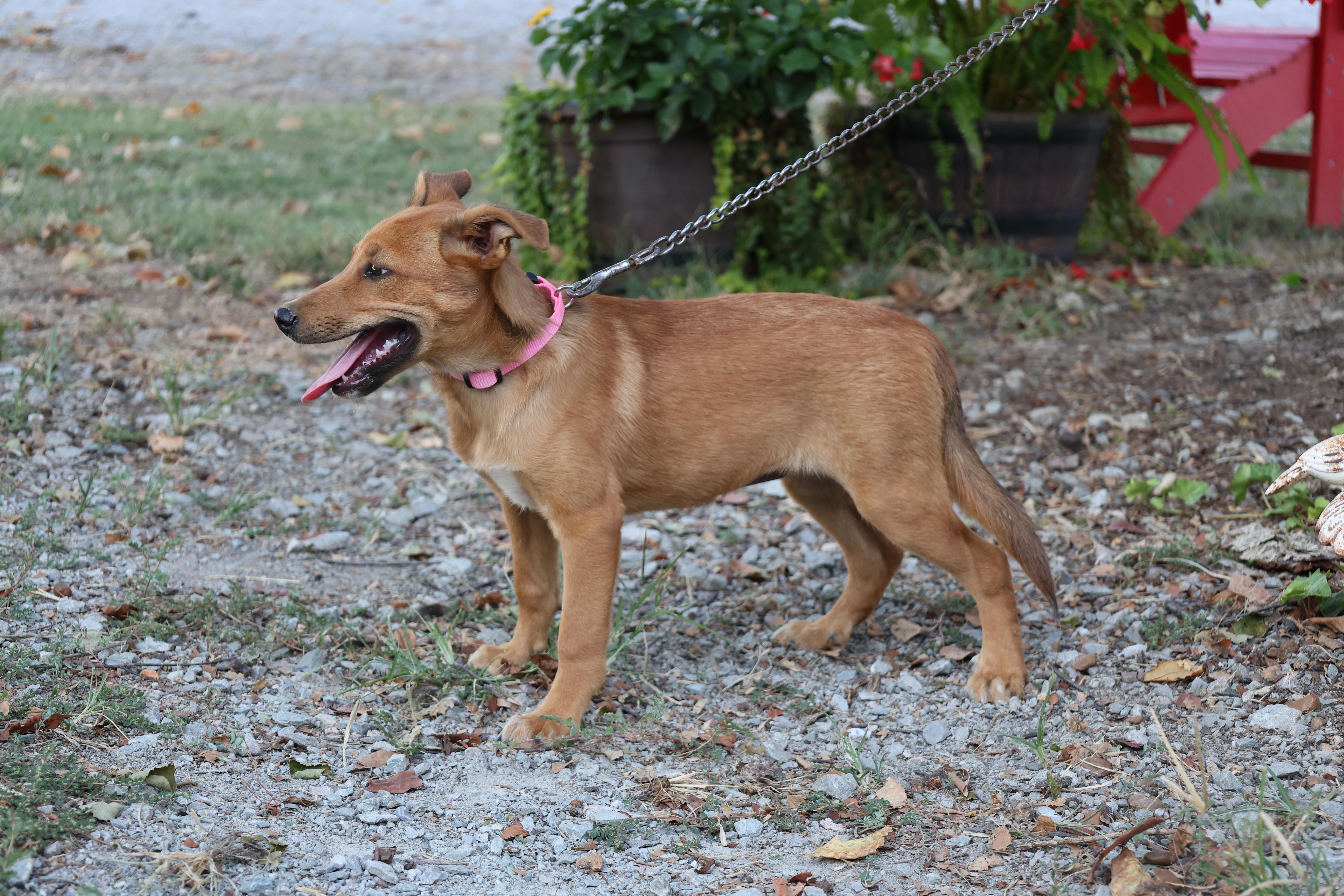 Enlarge Maycie - COME MEET 10/26, a Adoptable mixed breed in Medfield, MA image 4/5