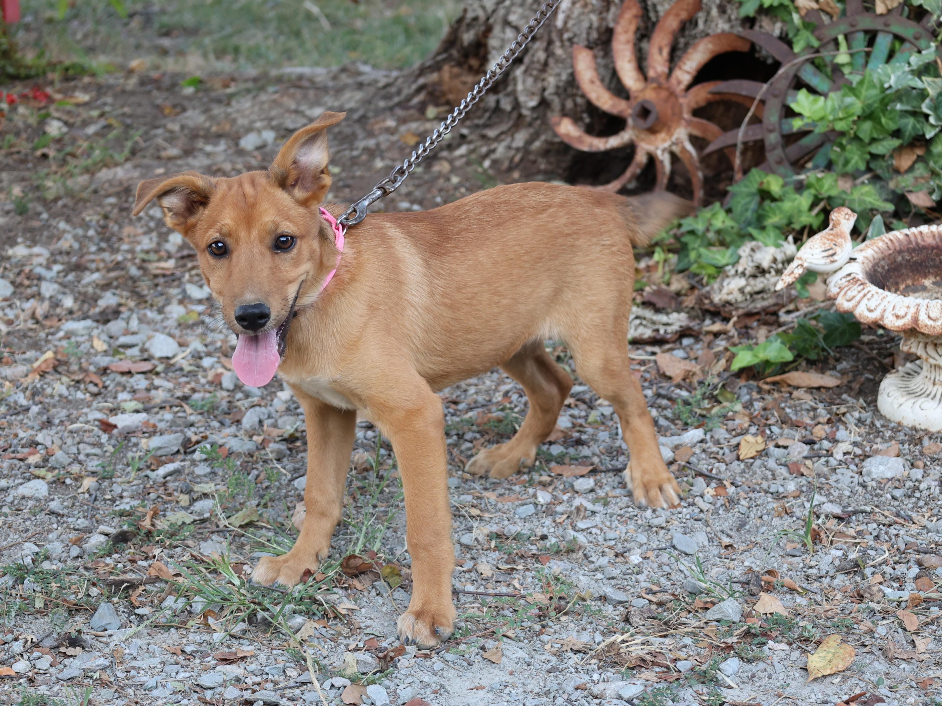 Enlarge Maycie - COME MEET 10/26, a Adoptable mixed breed in Medfield, MA image 3/5