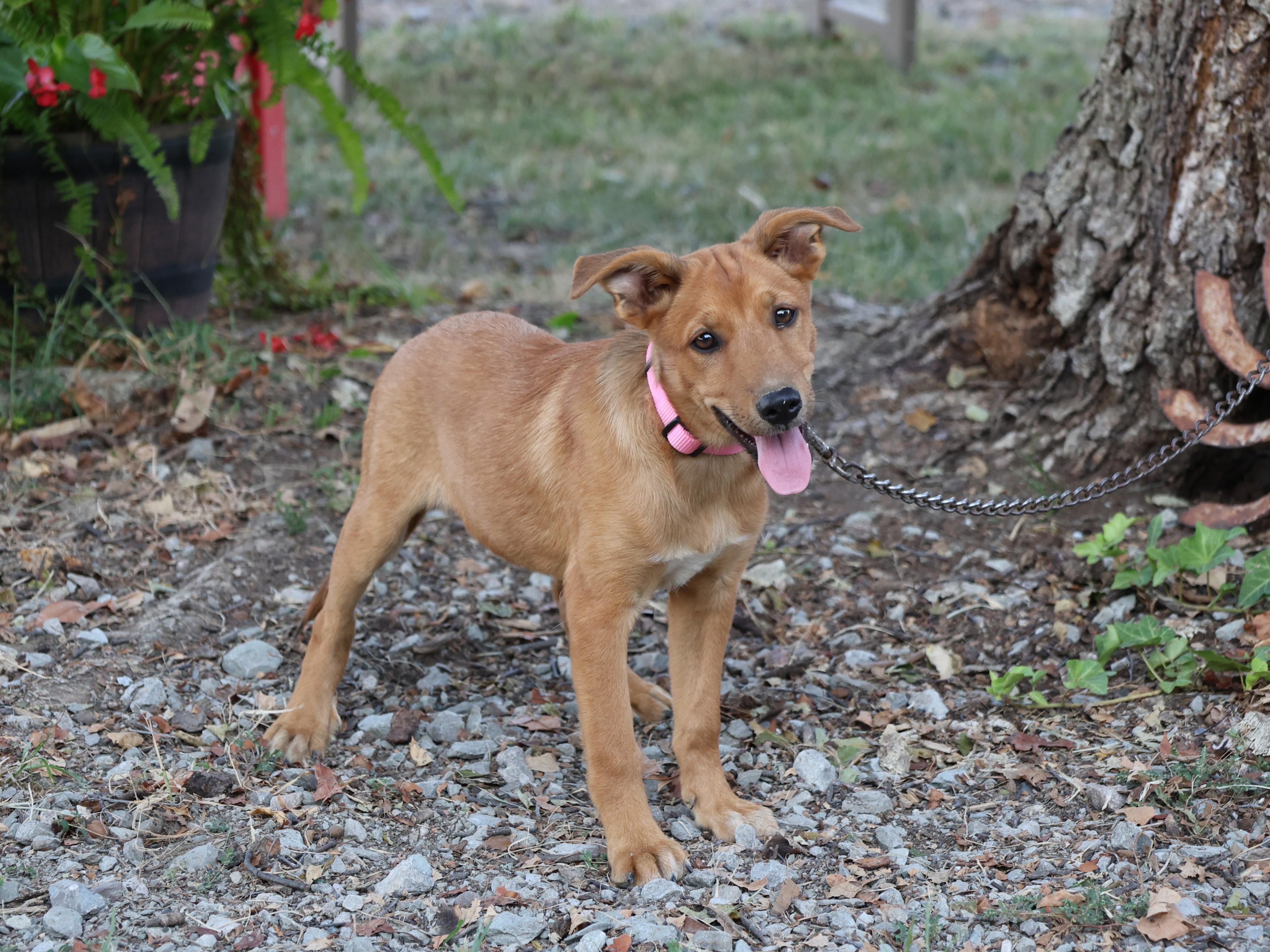 Maycie - COME MEET 10/26, Adoptable, Puppy Female Shetland Sheepdog / Sheltie.