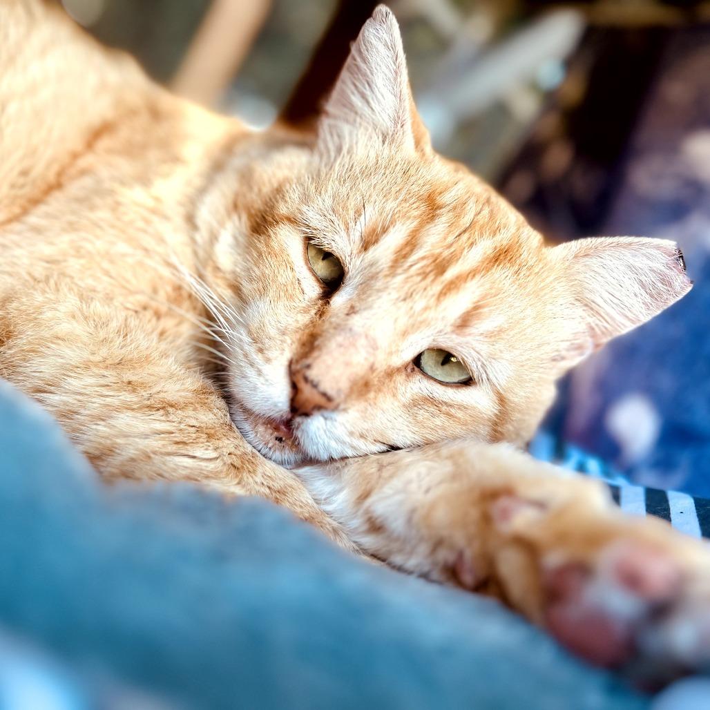 CHUCK — thumbnail 4