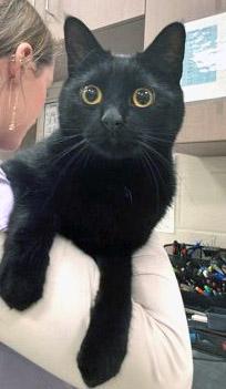 Wildfire (Bonded to Toothless)