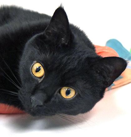 Wildfire (Bonded to Toothless) — thumbnail 2