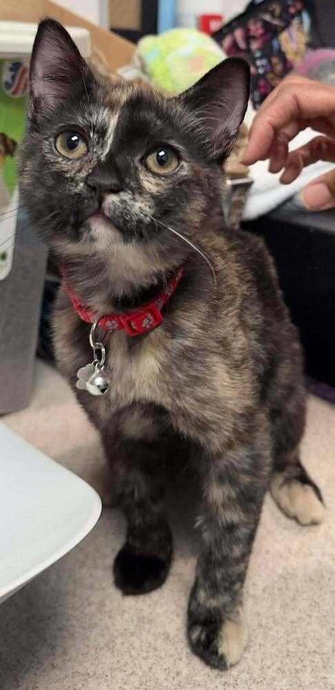 Patience, Adoptable, Kitten Female Domestic Short Hair.