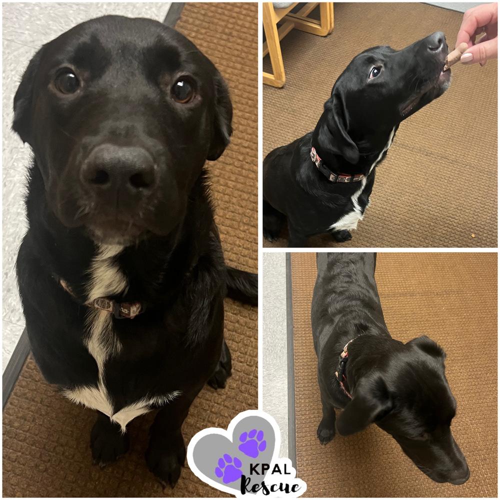 Enlarge Waffle - Breakfast Bites Litter, a Adoptable mixed breed in Kenai, AK image 1/4