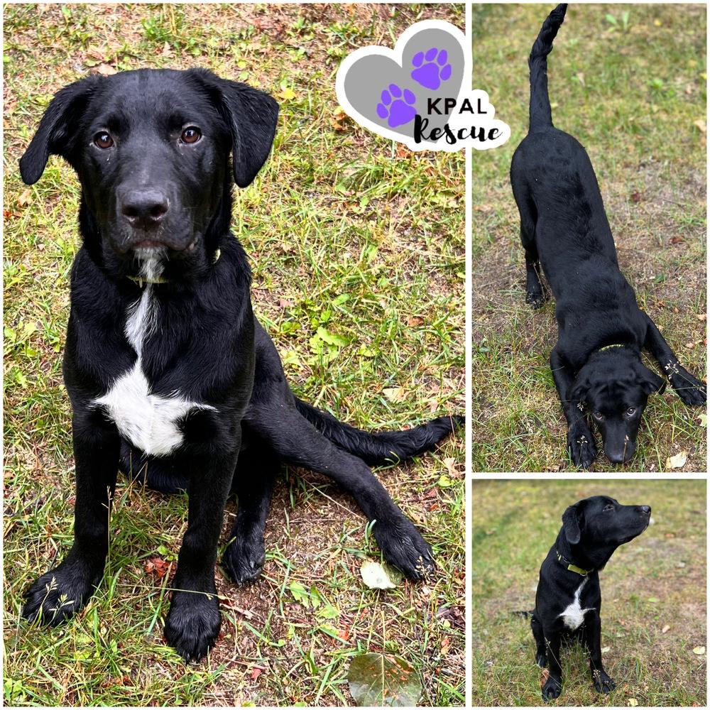Waffle - Breakfast Bites Litter, Adoptable, Puppy Male Mixed Breed & Mixed Breed.